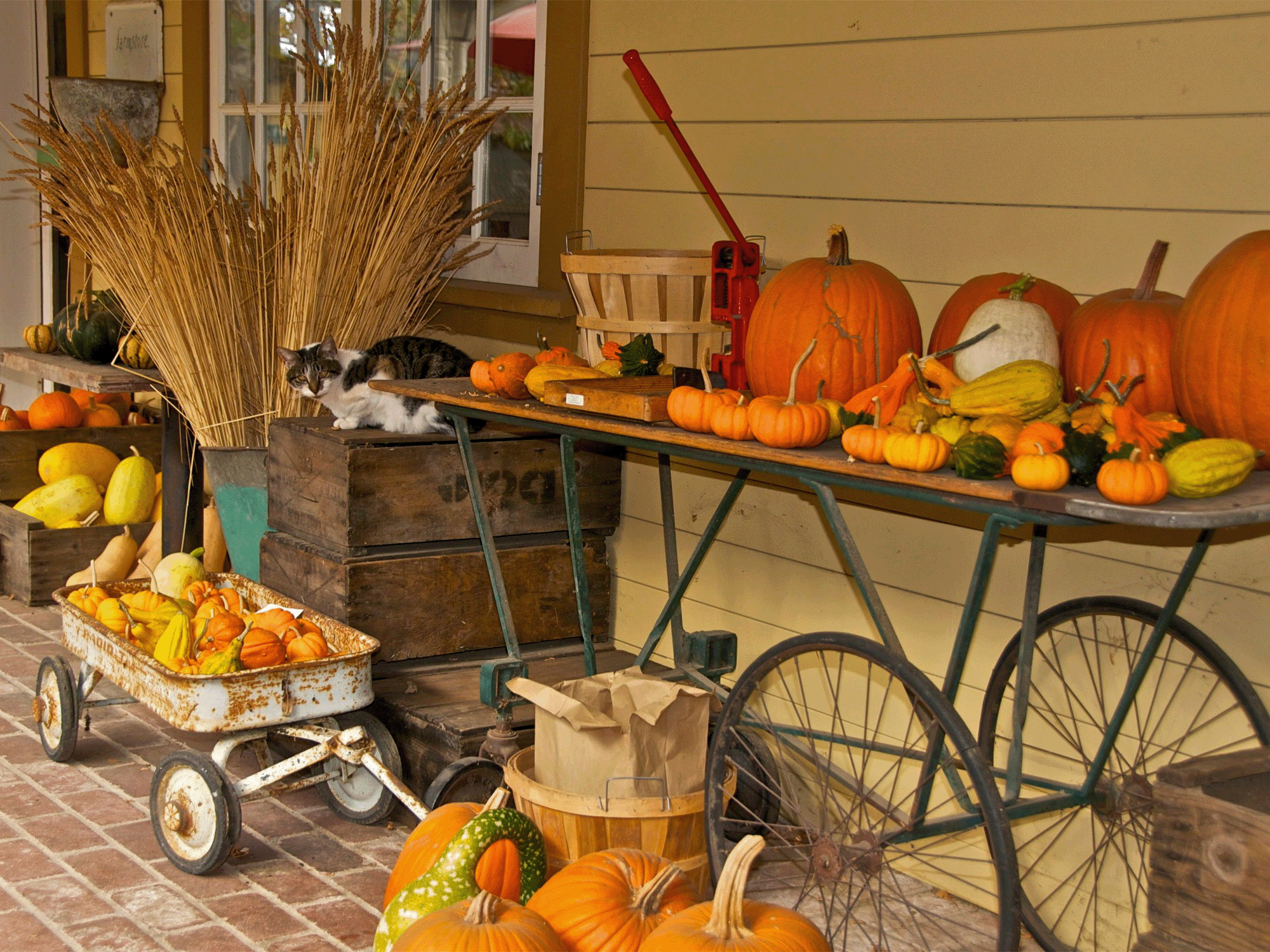 Pumpkins and gourds on display in front of Preston Farm & Winery, Healdsburg