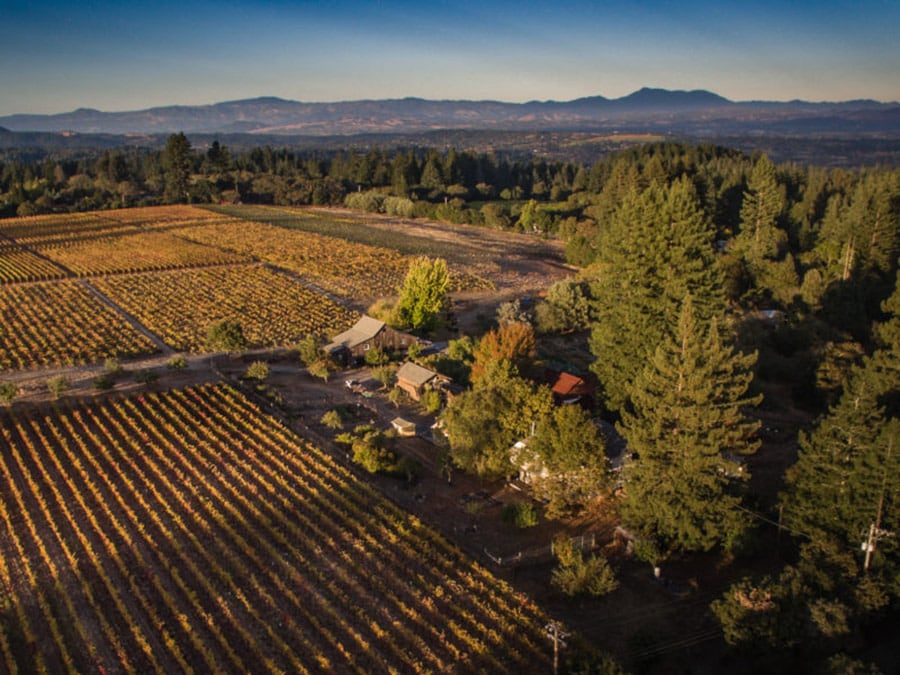 Vineyards at Radio Coteau