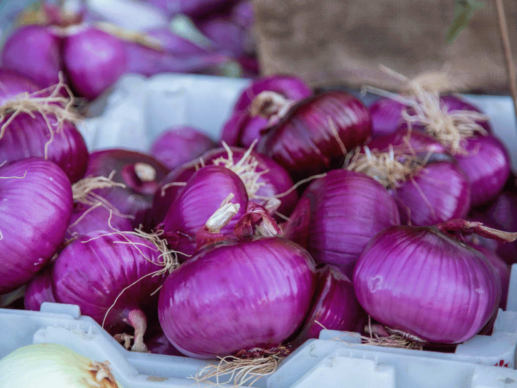 fresh red onions from santa rosa downtown market in sonoma county