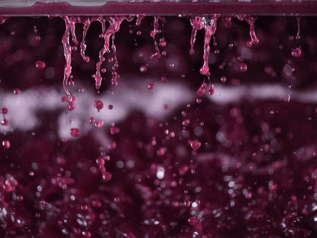 red wine in production in sonoma county