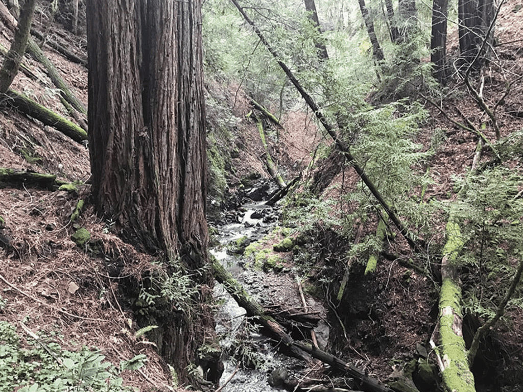 running creek through jack london state historical park