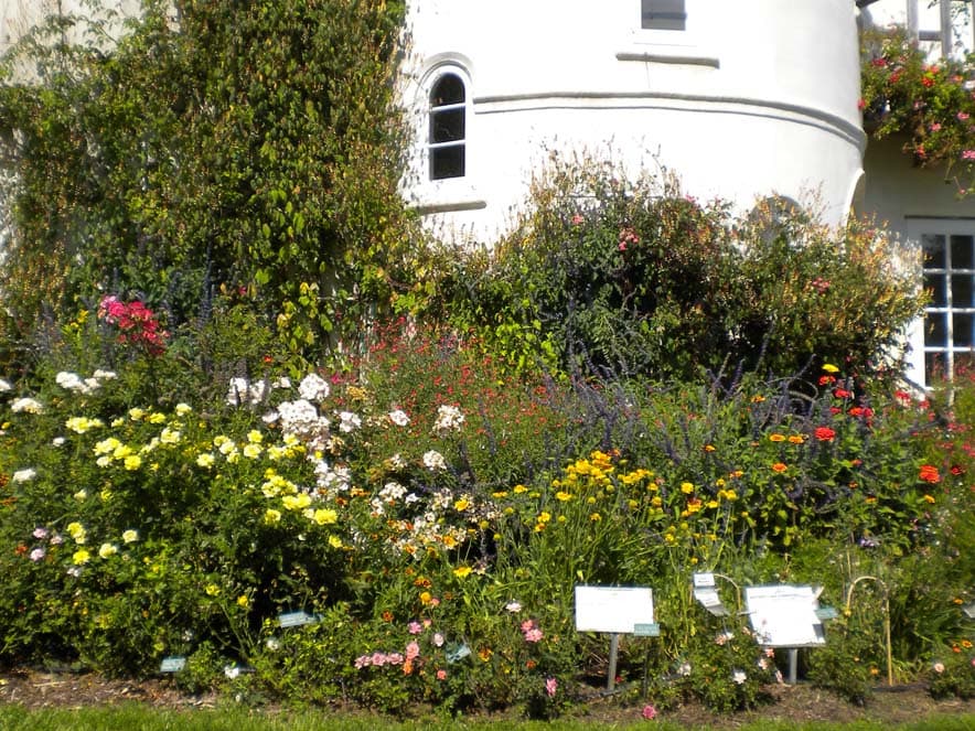 Image of roses at Russian River Rose Company