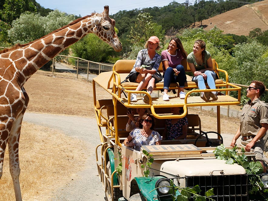 Giraffe greets visitors on an open-air jeep at Safari West grounds.