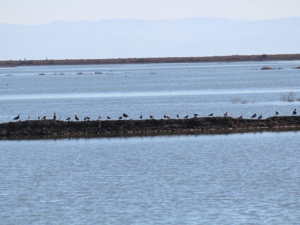 Birds sit on a log in the middle of the bay in sonoma county