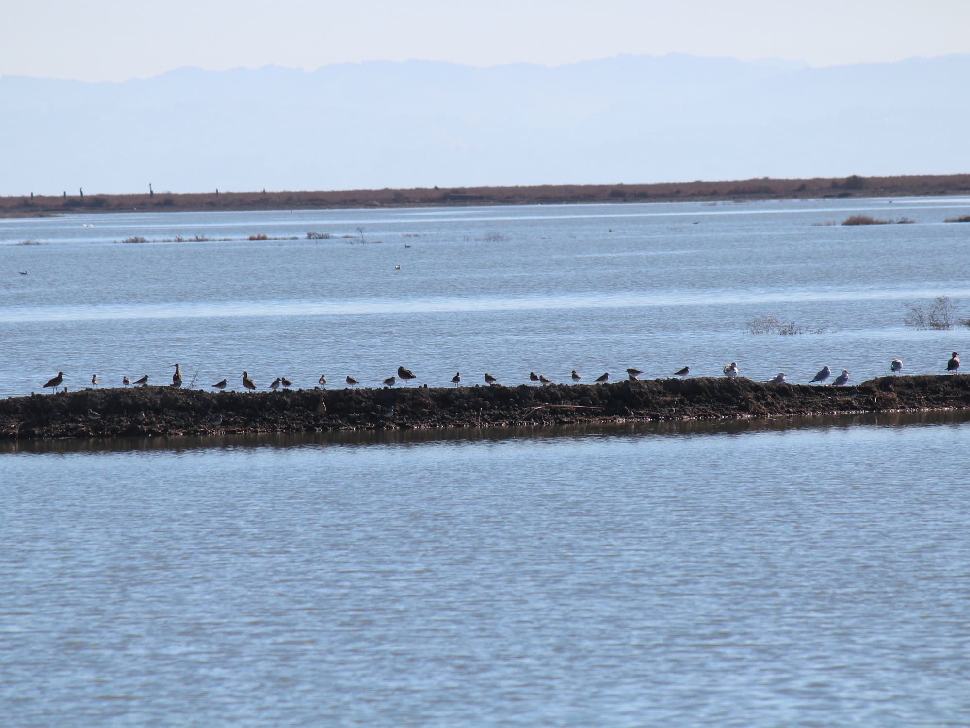 Birds sit on a log in the middle of the bay