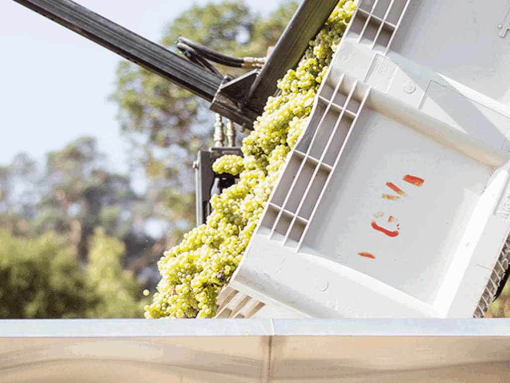 sauvignon blanc grapes being harvest in sonoma county