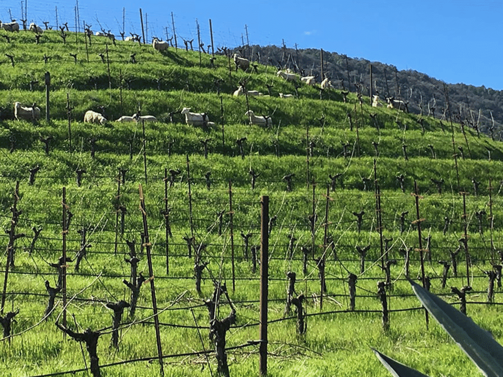 sheep grazing the vineyards at benziger family wines in sonoma county