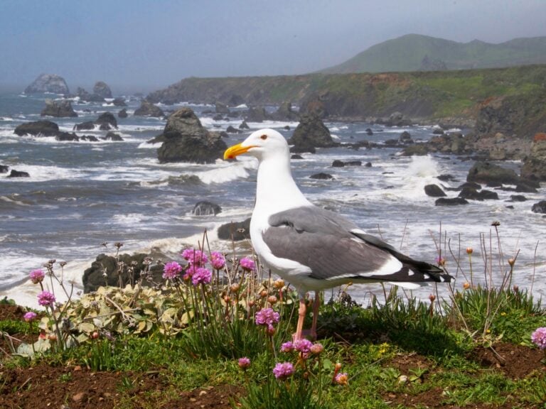 sonoma county coast wildlife