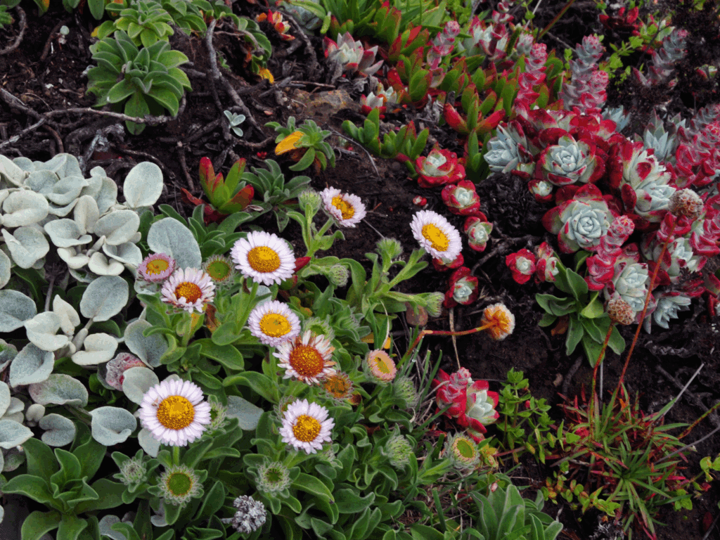 wildflowers you can find along the sonoma coast in california