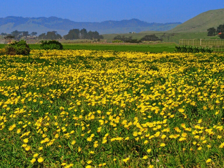 Yellow wildflowers covering a field in Sonoma County