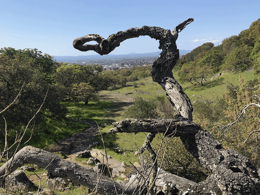 hiking and walking trails at taylor mountain regional park in sonoma county