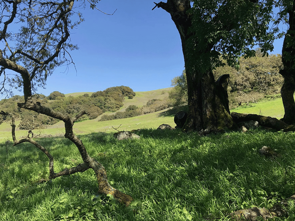 open fields at taylor moutain regional park in santa rosa
