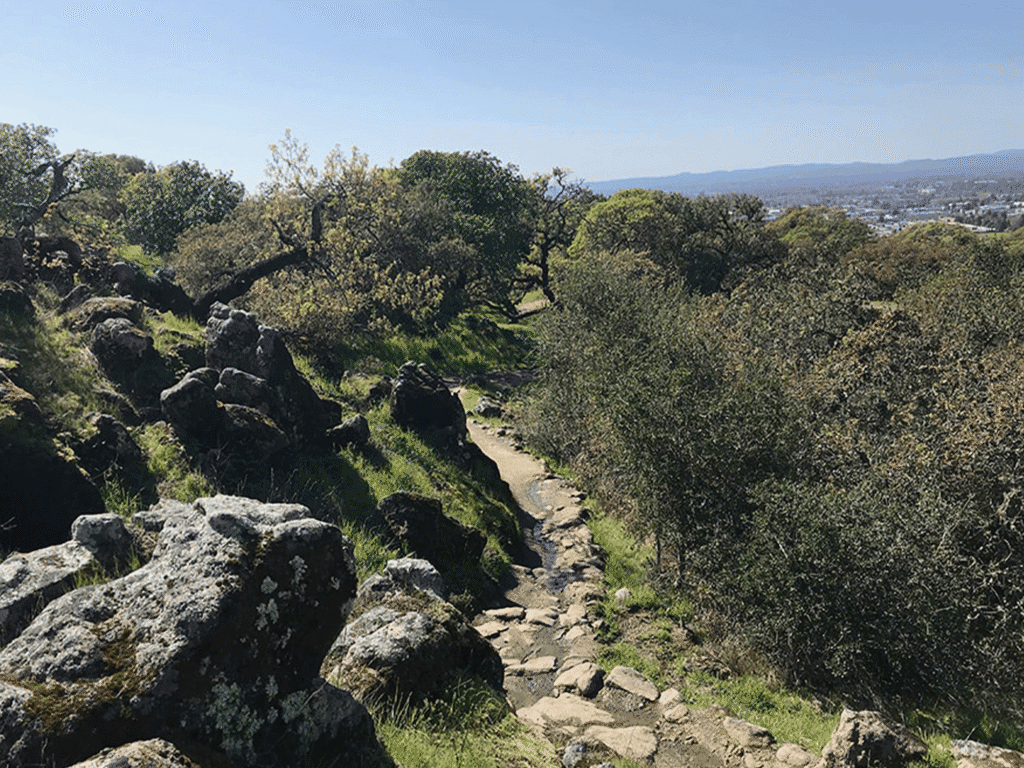 hiking and walking trails at taylor mountain regional park in santa rosa