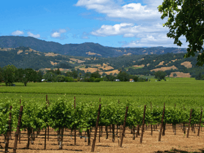 vineyards in the alexander valley ava in sonoma county