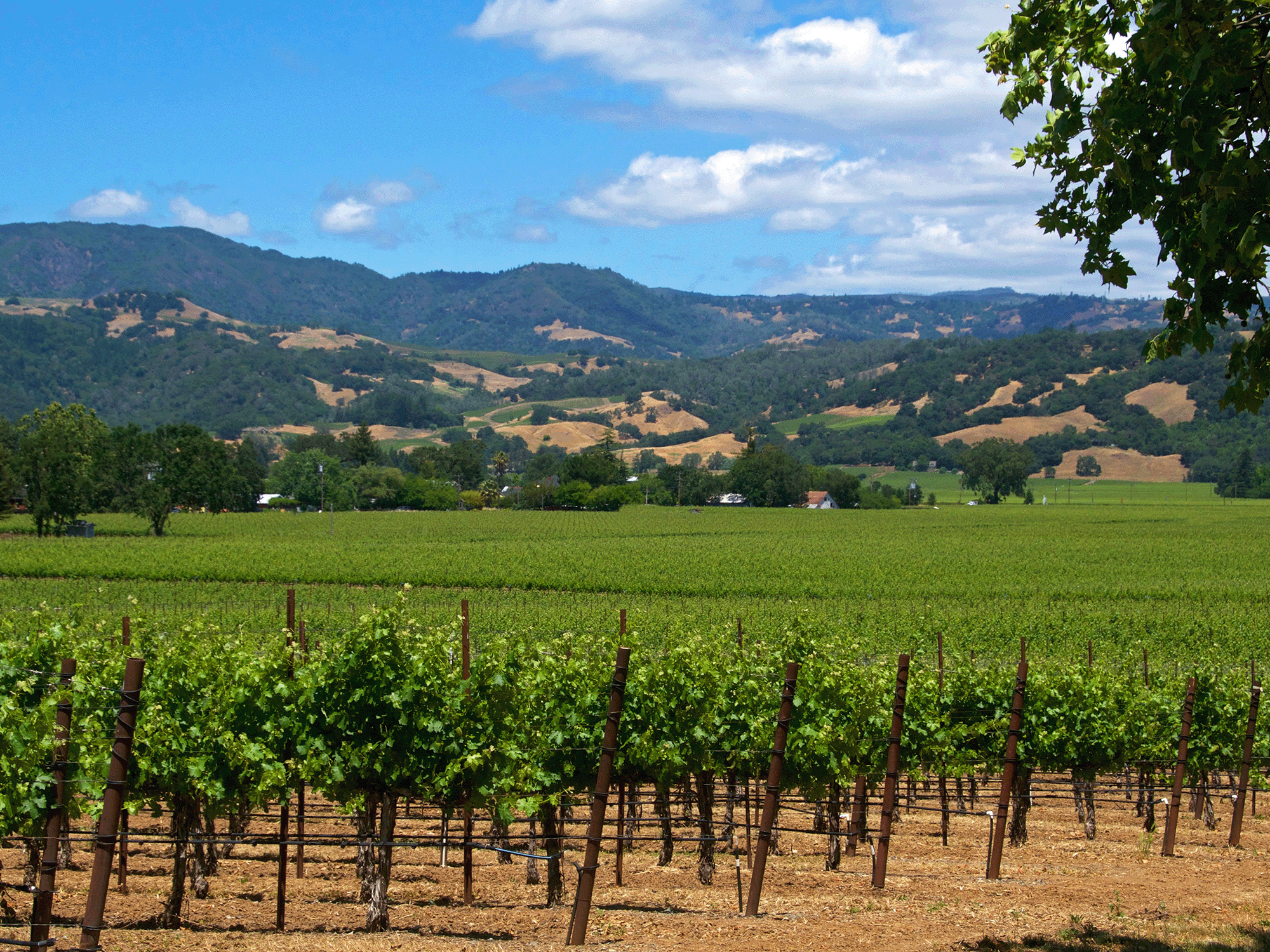 A vineyard in Alexander valley has many green vines