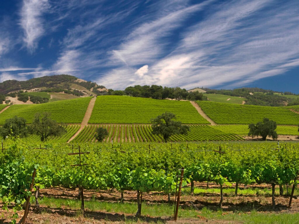 summer vineyards in the sonoma valley ava