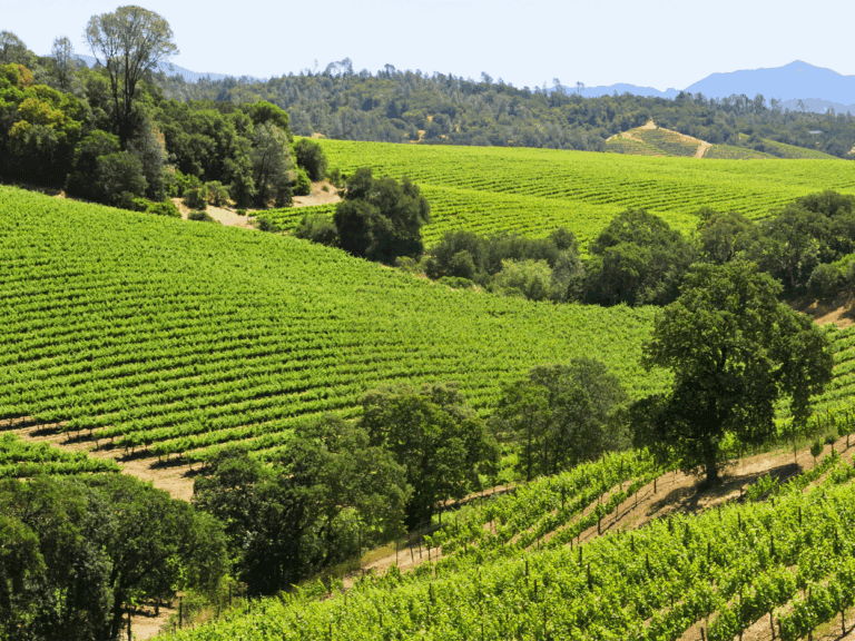 Vineyards in the summer at Dry Creek AVA