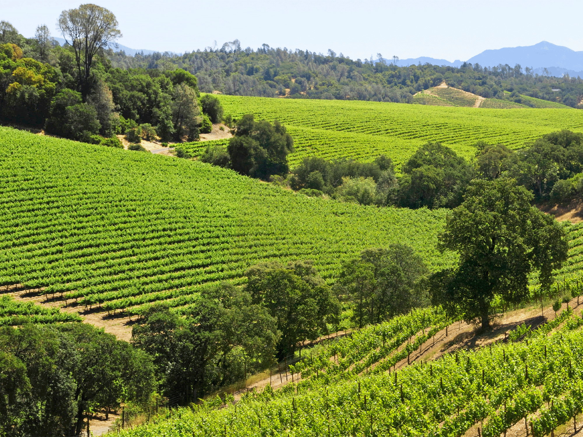 Vineyards in the summer at Dry Creek AVA