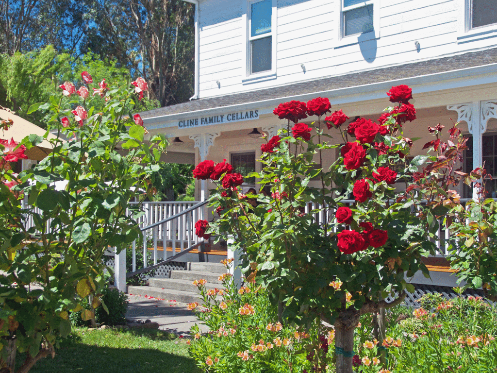 beautiful roses at the entrance of the tasting room at cline family cellars in sonoma