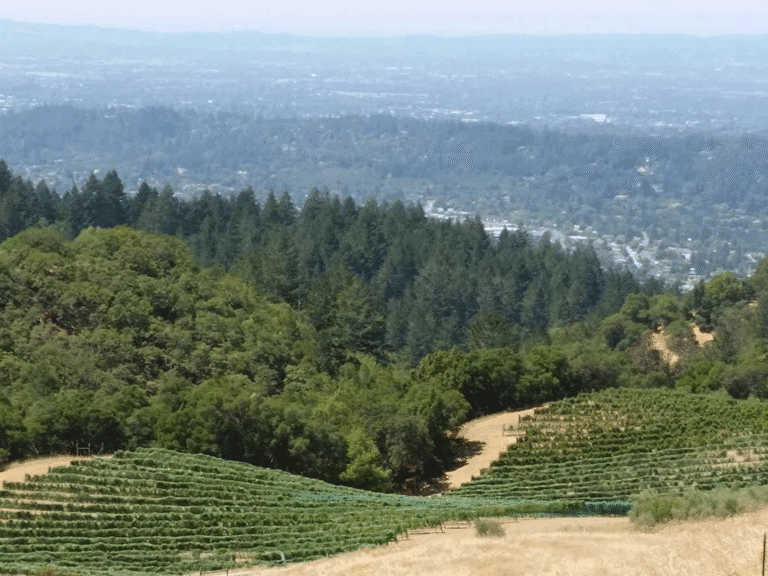 vineyard view of the fountaingrove AVA in sonoma county