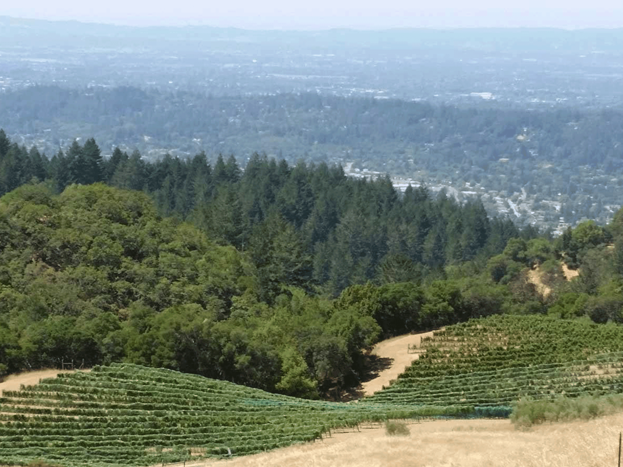 vineyard view of the fountaingrove AVA in sonoma county
