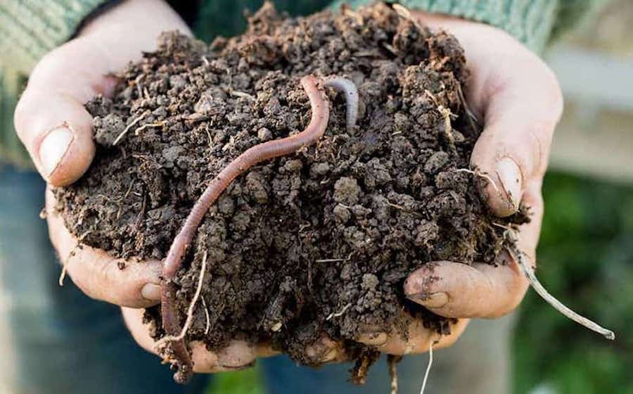 Earthworms are an important part of the soil food web