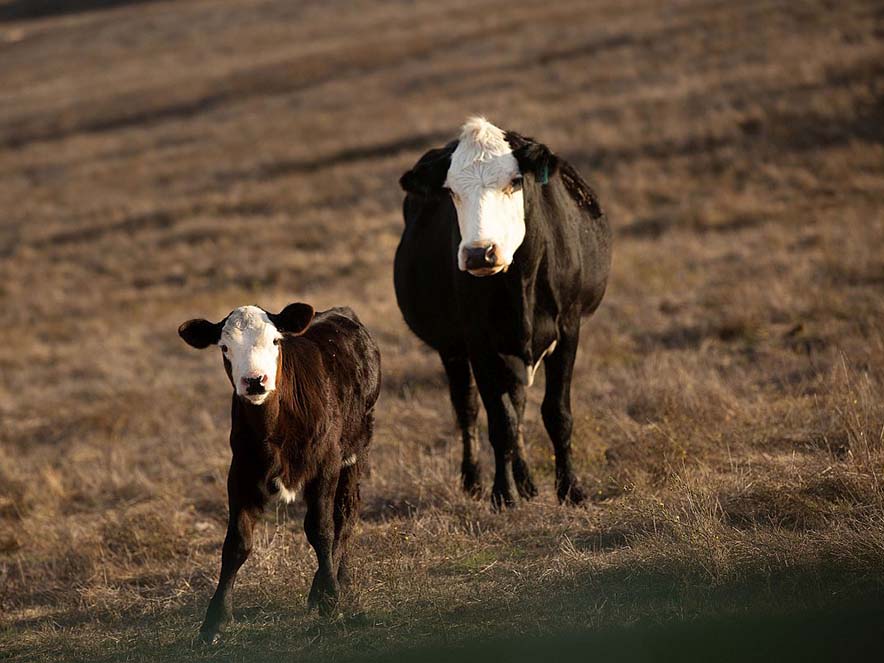 two cows on trail