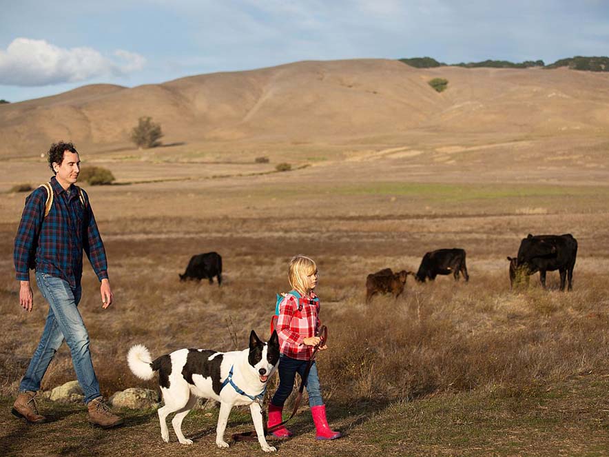 man and girl walking on trail by cows at Tolay Park