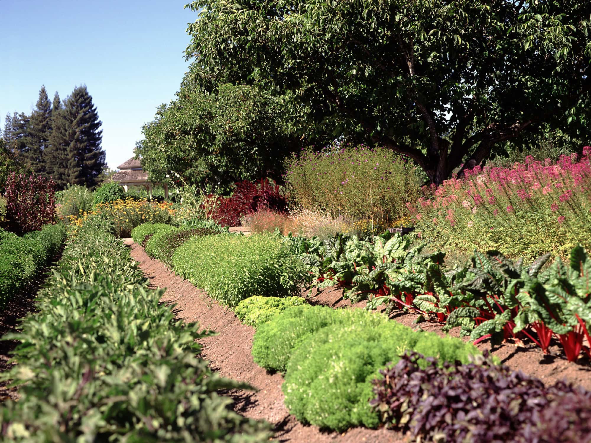 The luscious vegetable garden at Kendall-Jackson Wine Estate & Gardens, Fulton