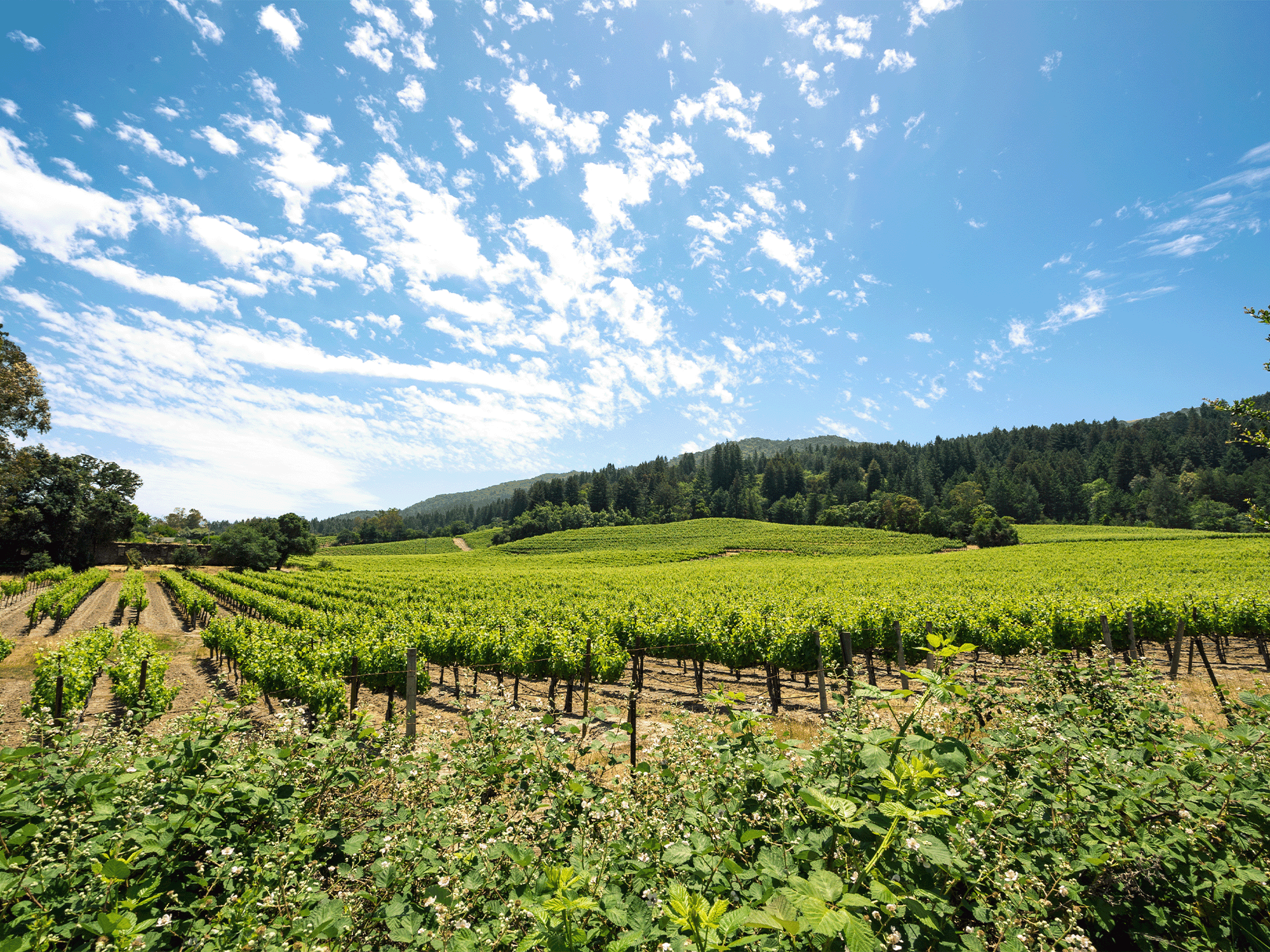 vineyard view at jack london state historic park in glen ellen sonoma county
