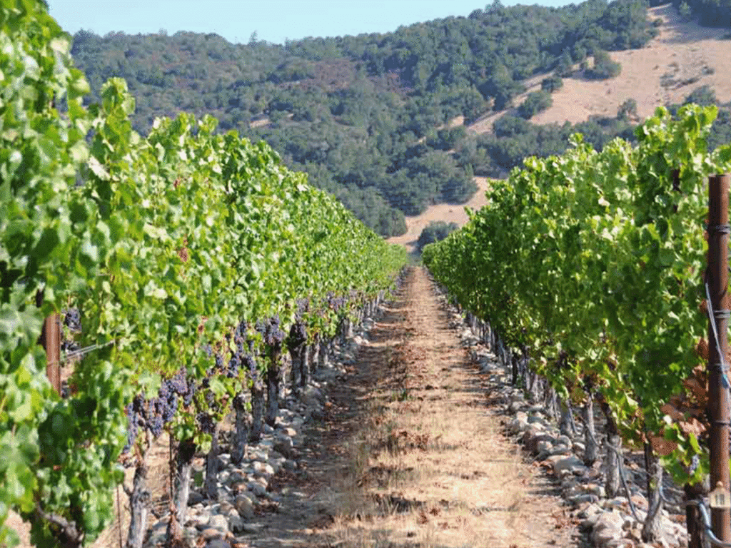 vineyards with grapes hanging in the fountaingrove AVA in sonoma county