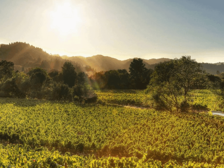 sunset along the vineyards in dry creek valley sonoma county