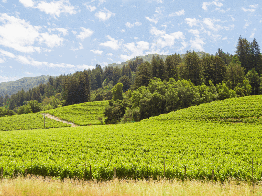 lush green vineyards at jack london state park in sonoma county