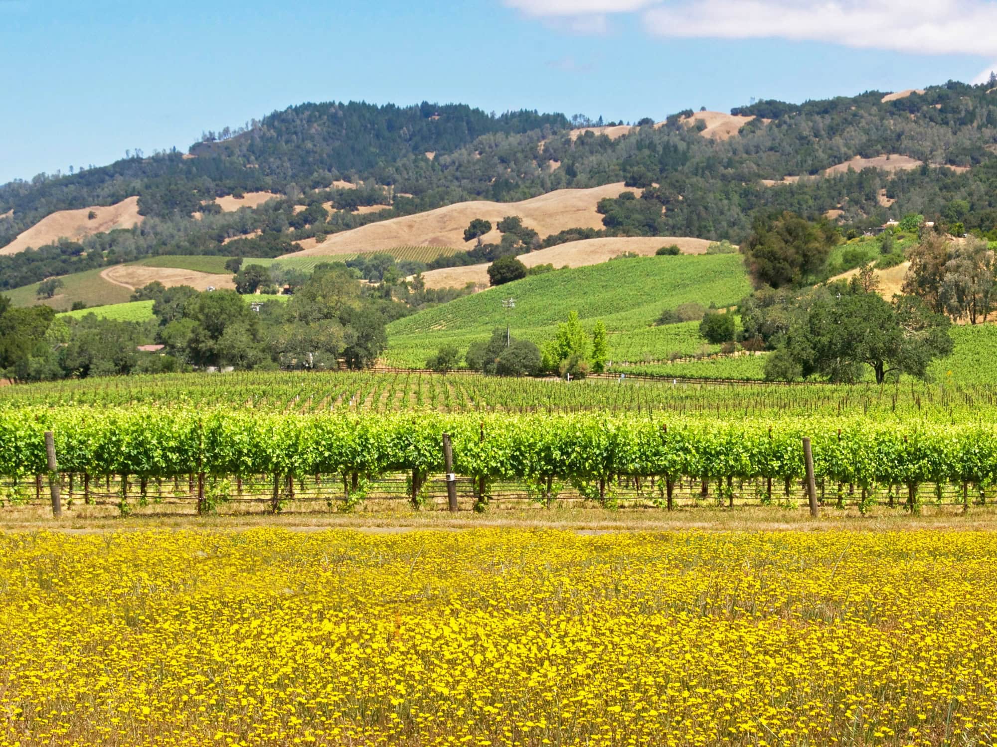beautiful alexander valley ava vineyards in the summer of sonoma county