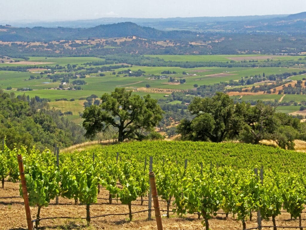 vineyard view of the Alexander Valley AVA in the summer time of sonoma county