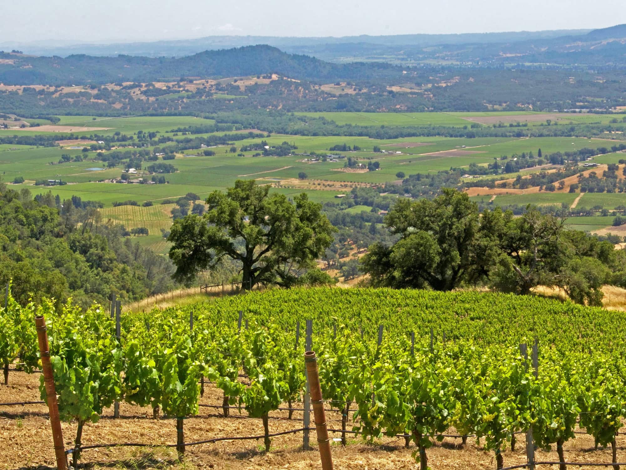 Vineyards_Summer_Alexander_Valley_Sonoma_County vineyard view of the Alexander Valley AVA in the summer time of sonoma county