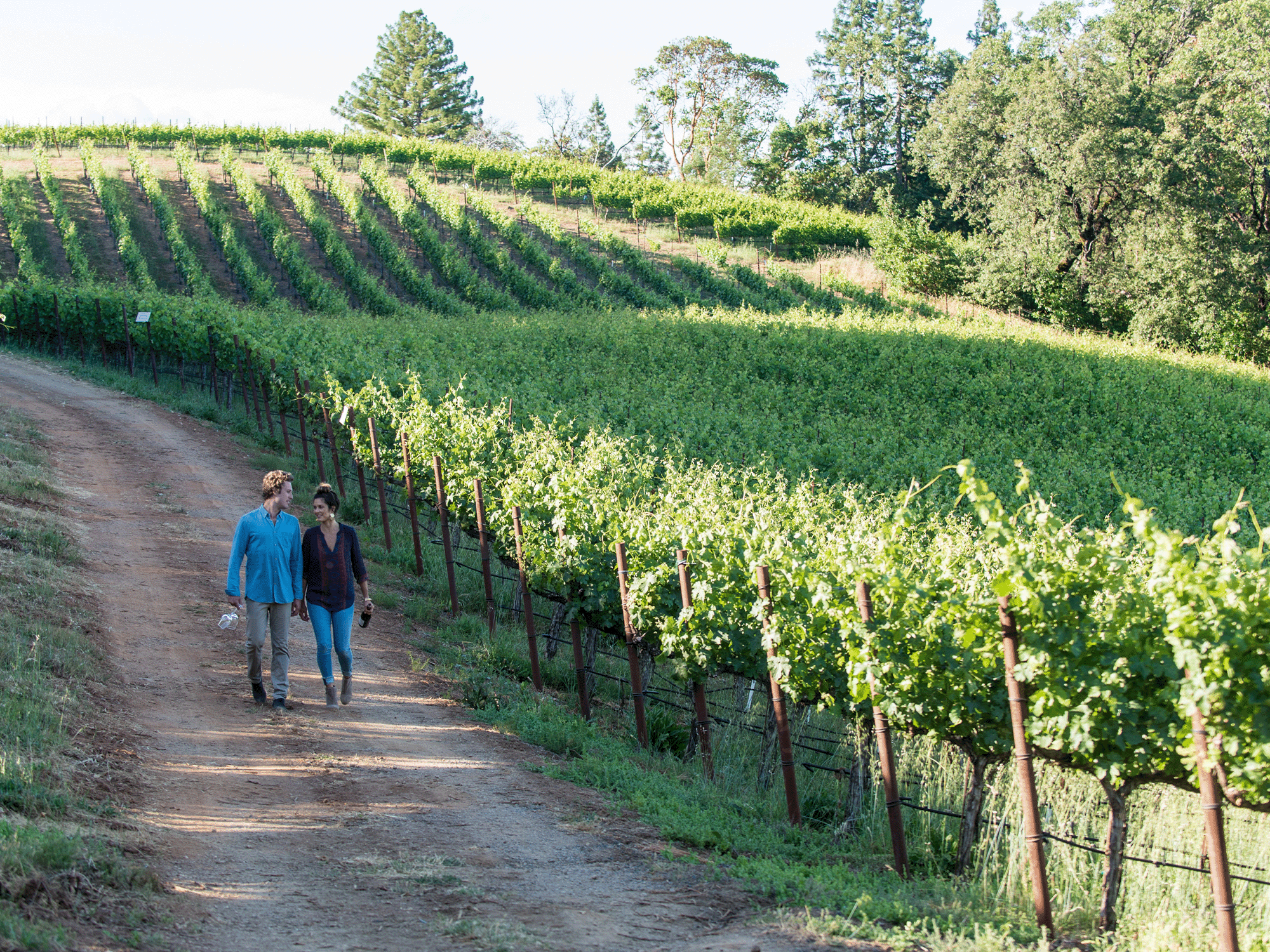 a couple walking in the vineyards in the dry creek valley ava in sonoma county