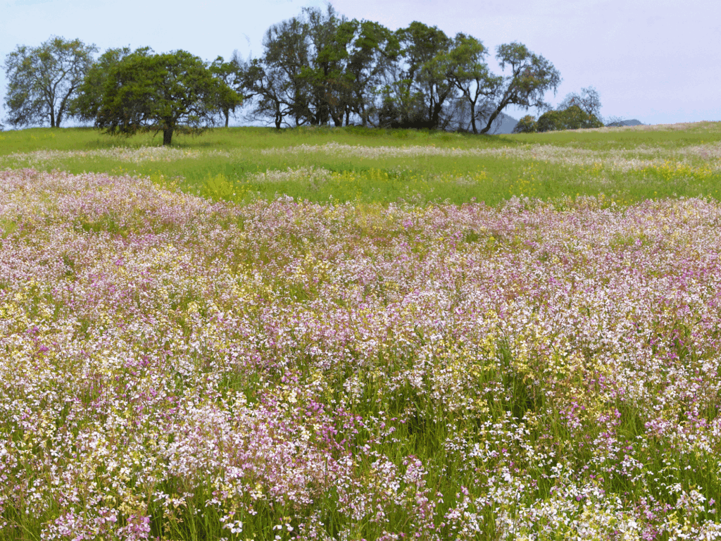 pink, purple and white wildflowers in a field at sonoma valley regional park