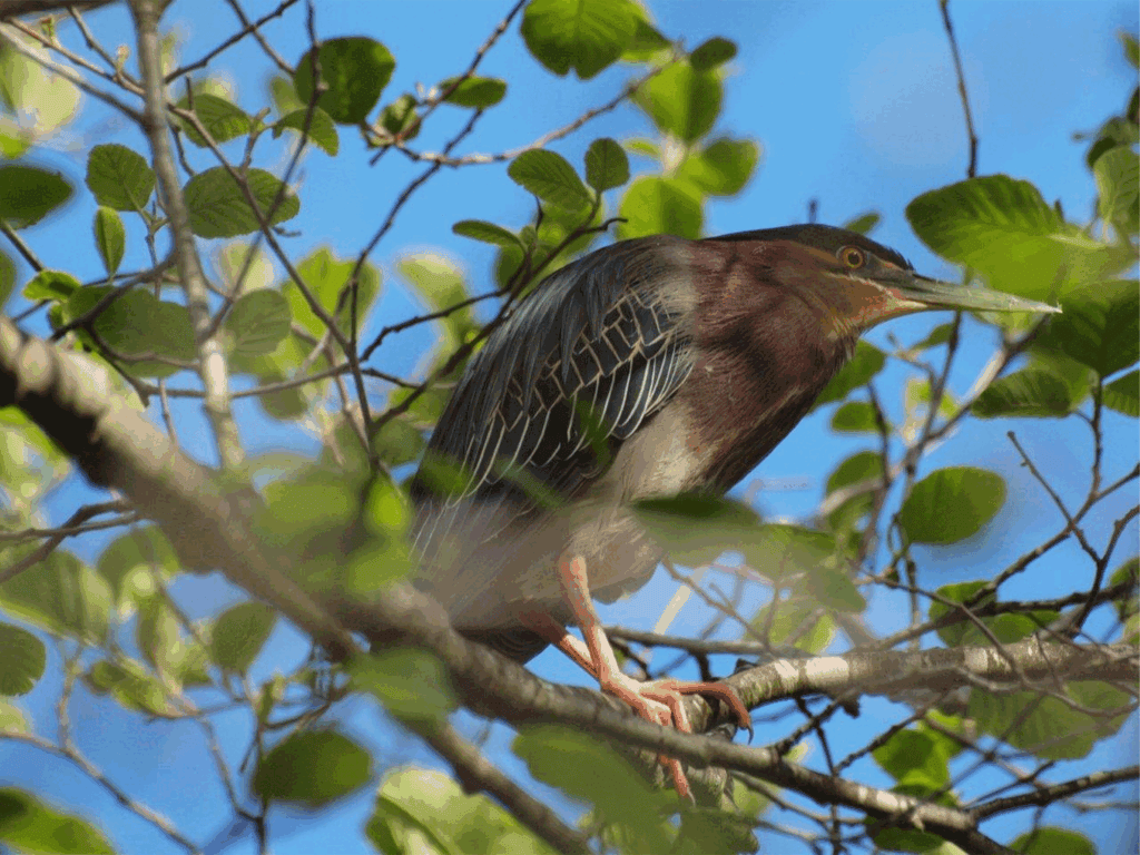 green heron wildlife in a tree at spring lake in santa rosa