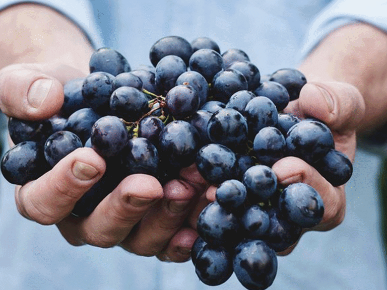 hand hold a bunch of grapes at old world winery in santa rosa sonoma county