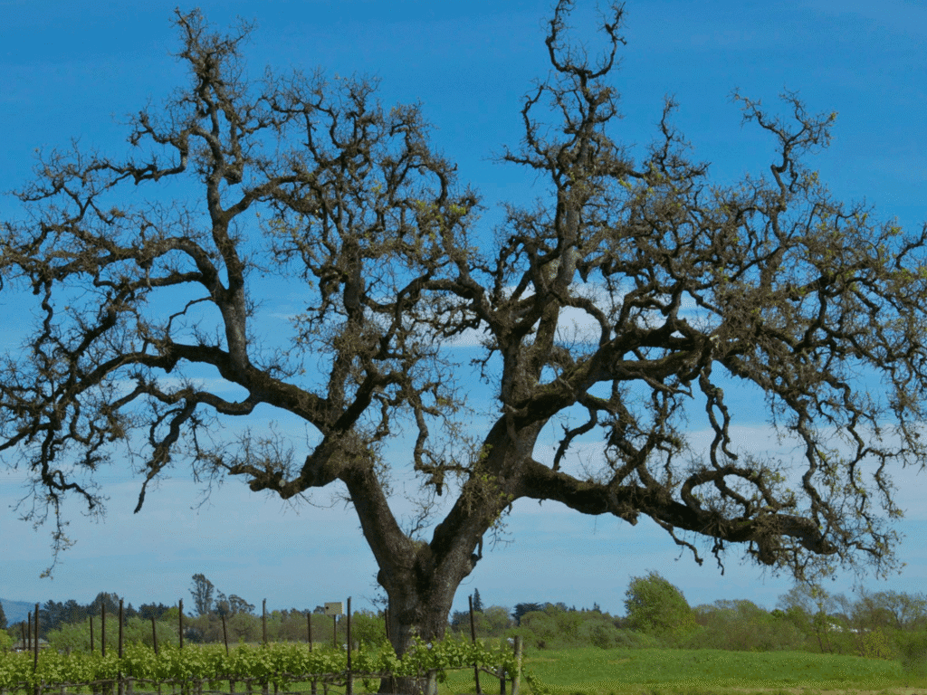 Big oak tree in the vineyards at balletto vineayards in sonoma county