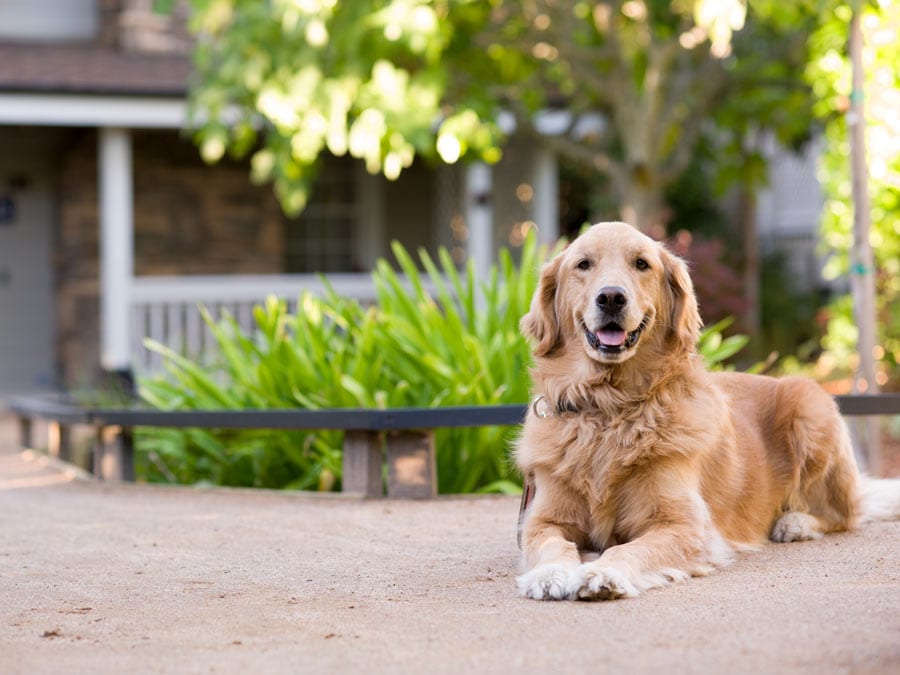 A golden retriever sits outside of the Olea Hotel, Glen Ellen