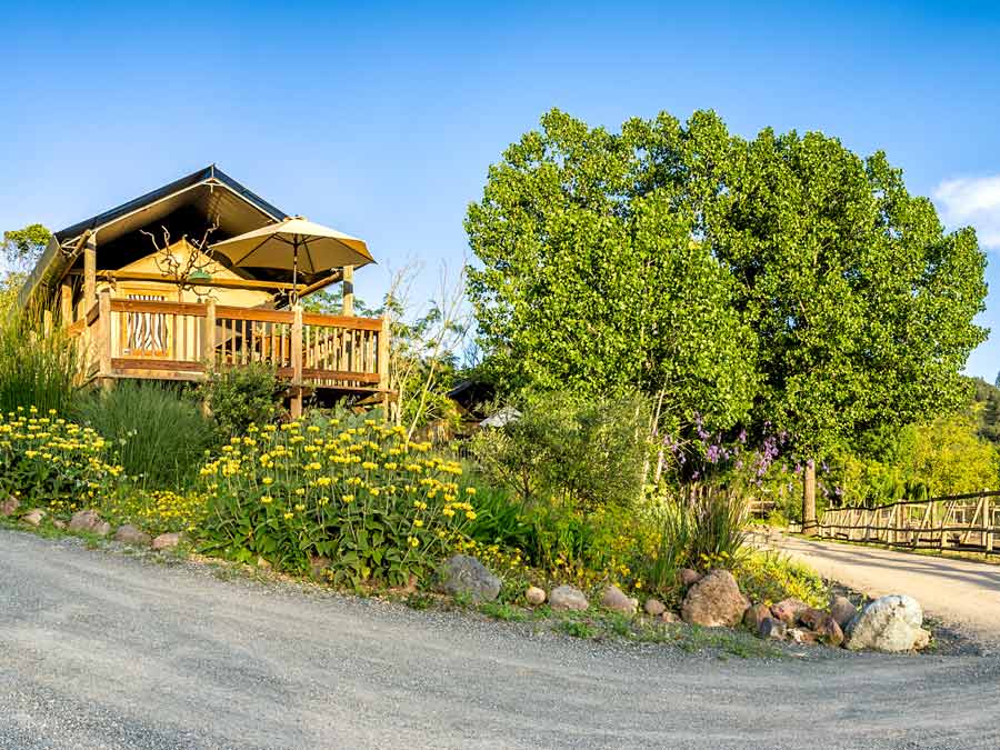 A safari tent on stilts next to trees