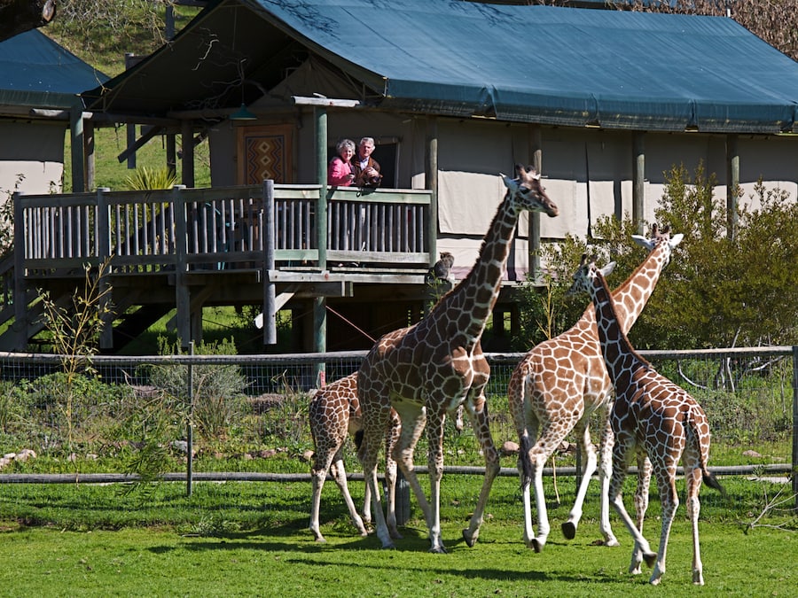 Couple watching giraffes from their luxury tent at Safari West