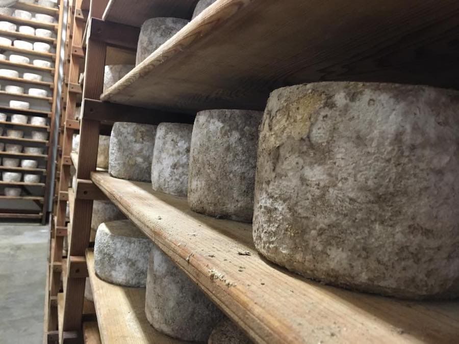 Wheels of cheese aging on shelves in a dairy cellar 