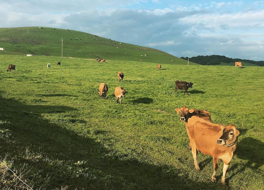 Green rolling pasture and cows at Achadinha dairy farm in Petaluma 