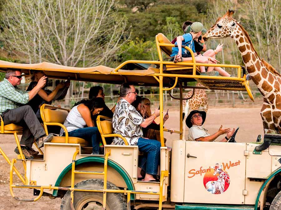 Guests take photos of a giraffe up close at Safari West Wildlife Preserve & African Tent Camp, Santa Rosa