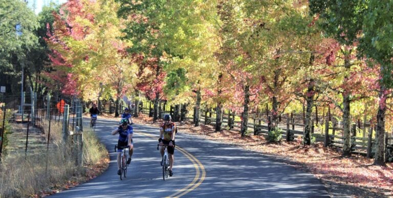 Group of cyclists riding through the Sonoma County vineyards.