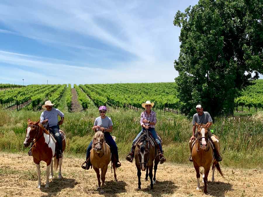 Four people ride horses in front of a vineyard