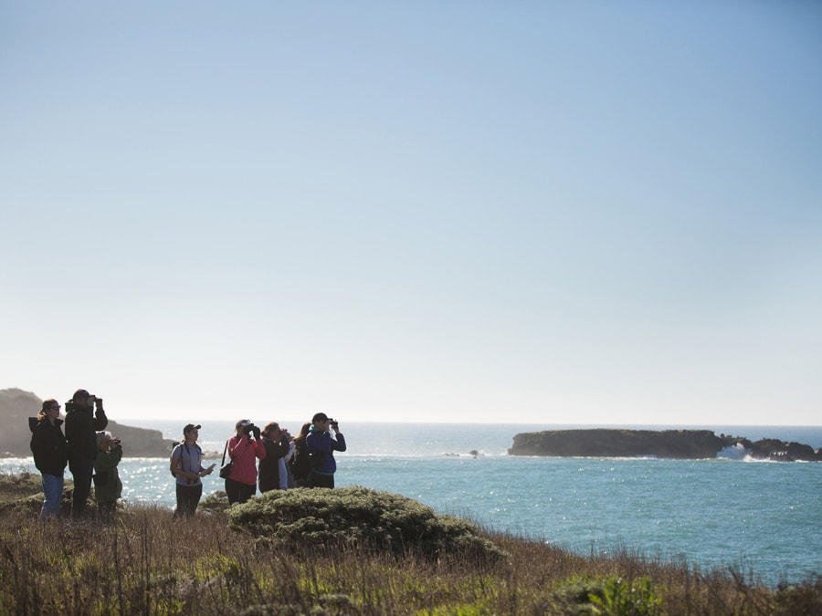 People use binoculars to look for whales along the Sonoma Coast